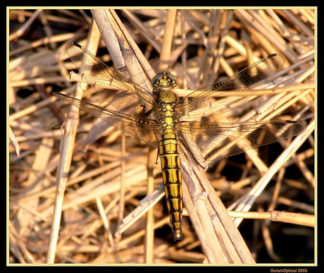 Goudkleurige libelle