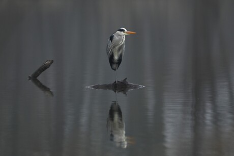 Reiger op zijn best