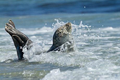 Gewone zeehond Phoca vitulina