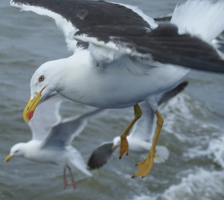 Kleine mantelmeeuw (Larus graellsii)