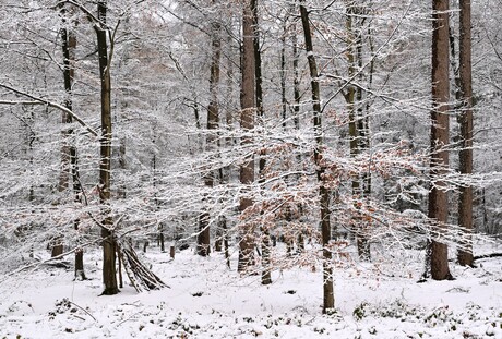 Snowy Forest