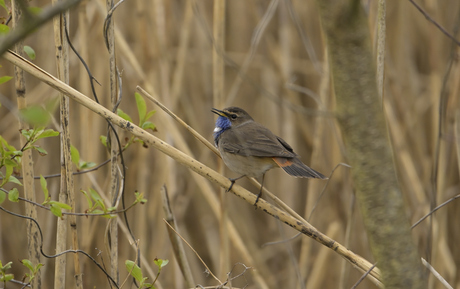 hij zong het hoogste lied 