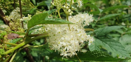 Moerasspirea