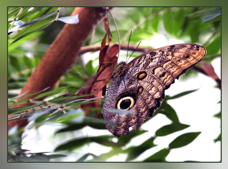 emmen dierenpark 12