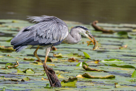 Blauwe reiger