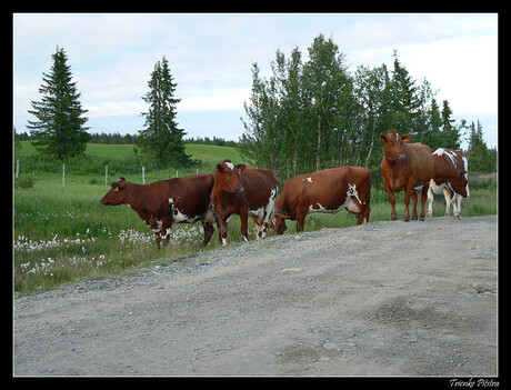 Noorse koeien