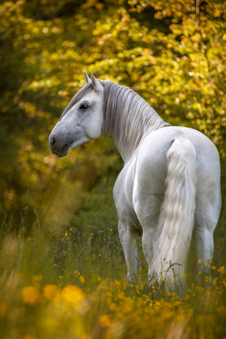 Dutch Stallion