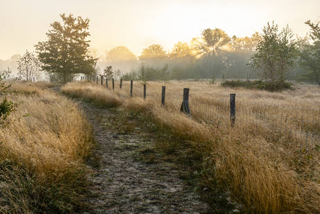 morgenstond