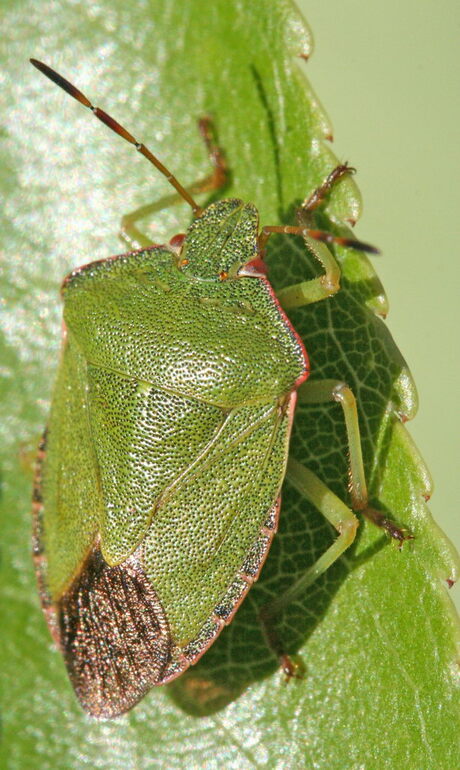 Groen beestje (wants?)