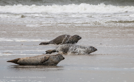 Robbenbank Ameland