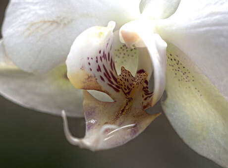 Witte-orchidee
