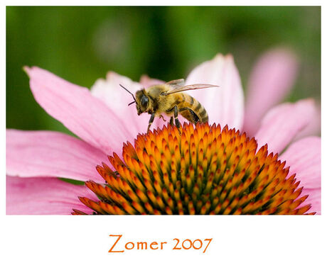 zomer 2007