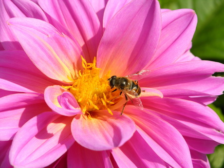 Bij op dahlia.