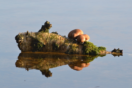 In het water