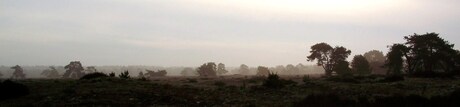 Mist op heideveld...............