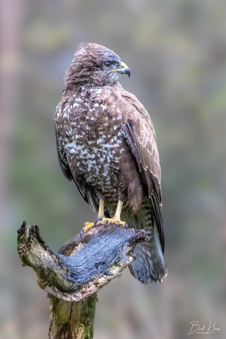 Buizerd 