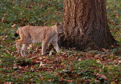 Lynx
