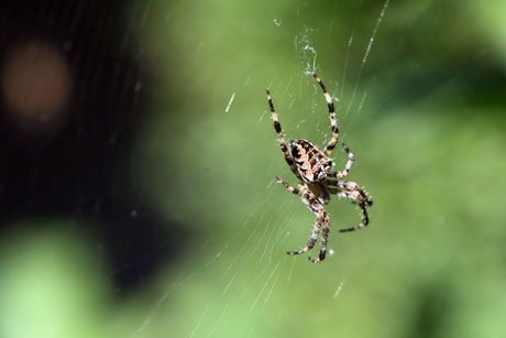 Een spinnetje in een web