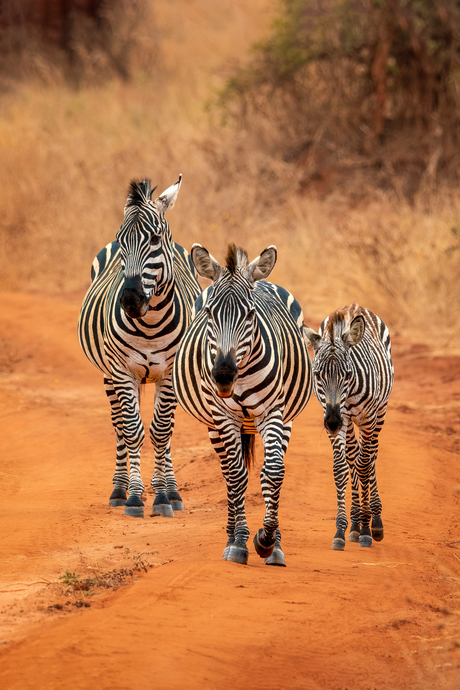 Zebra trio in Tarangire