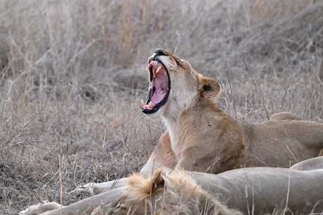 Lazy Lioness