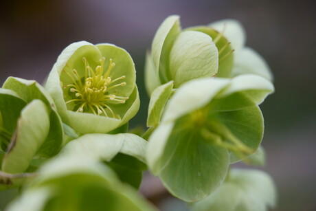 Groene Helleborus