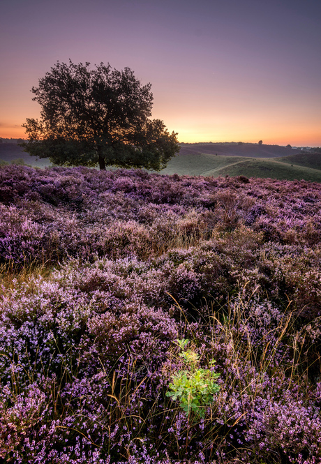 Paarse heide en lucht @Posbank