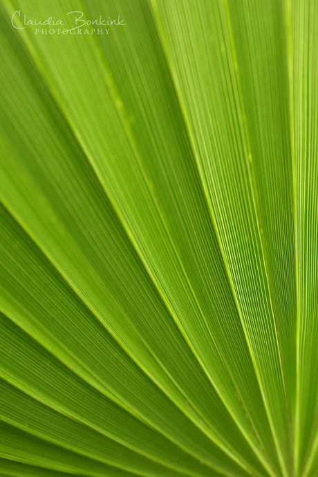 Fiji Palm Leaf