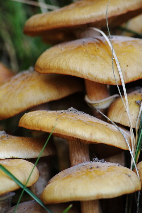 paddestoelen