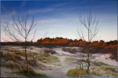 Zicht op de Schoorlse duinen