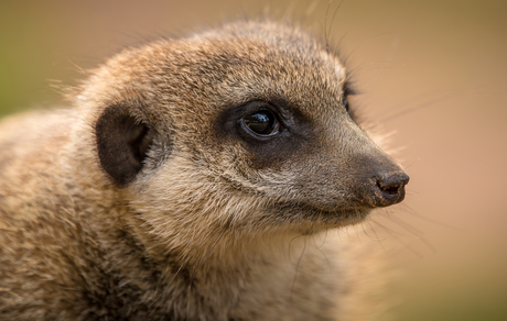 Portret Stokstaartje aka Meerkat