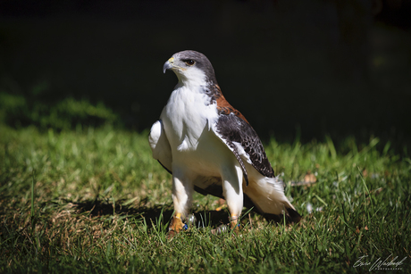 Roodrugbuizerd