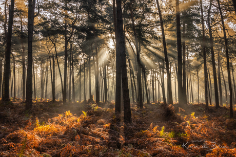 Autumn Glow!