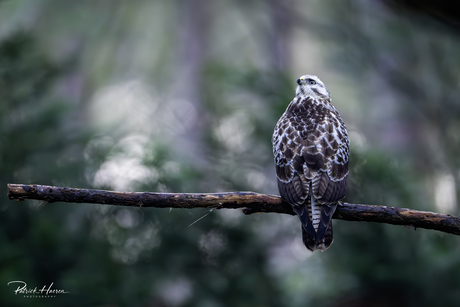 Buizerd 