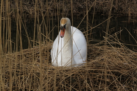 zwaan op nest