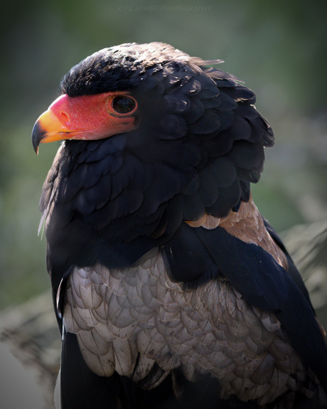 Bateleur