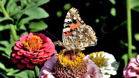 Distel vlinder.