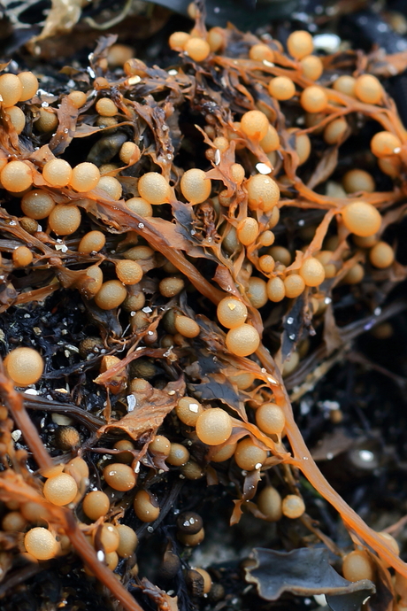 Een plaagsoort die nauwelijks meer plaagt