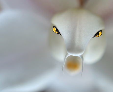 Snake Orchid ;-)