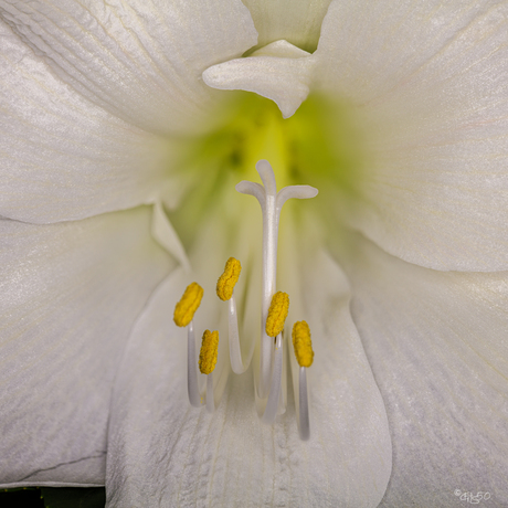 Amaryllis