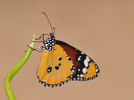 Danaus Chrysippus