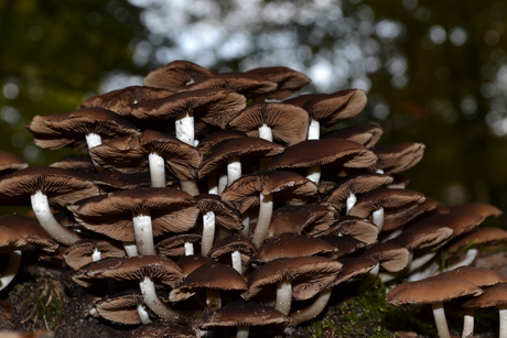 Chocolade paddestoelen