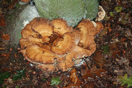 Zwammen onder de boom