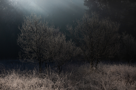 lichtspel in de loonse en drunense duinen