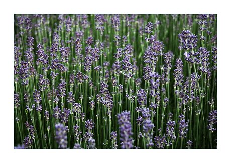 Lavendel...