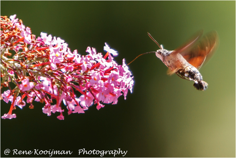 De Kolibrievlinder