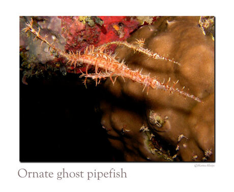 Ornate Ghost Pipefish