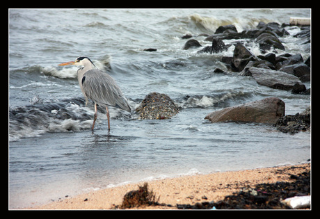 Reiger