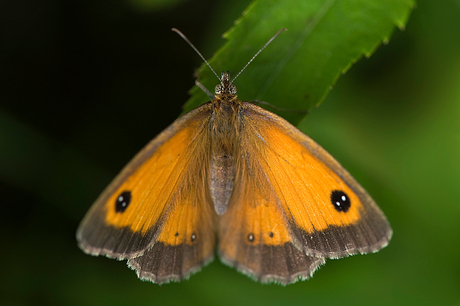 oranje zandoogje