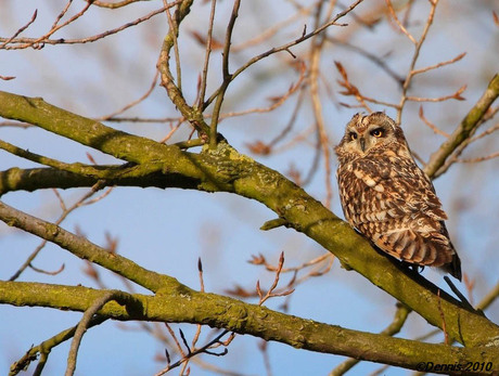 Uil in vlaardingen