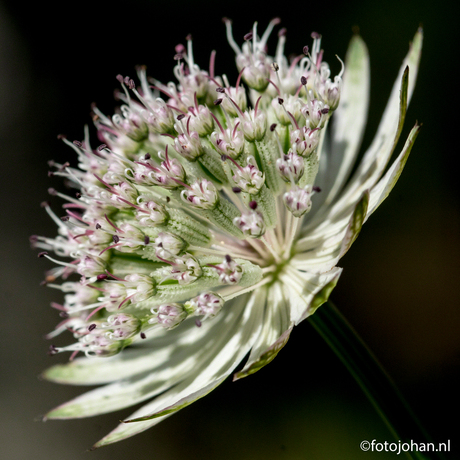 Alpenbloemen